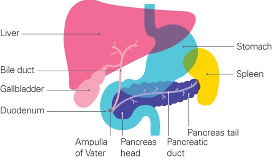 pcuk_surrounding_organs